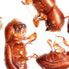 post_bark_beetle