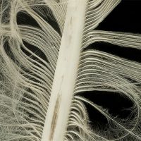 posts_eagle_feather