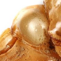 home_concept_viewer_share_cicada_shell
