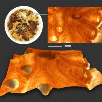 Settling Plate Full & Detail