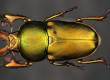 Australian Stag Beetle