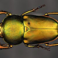 Australian Stag Beetle