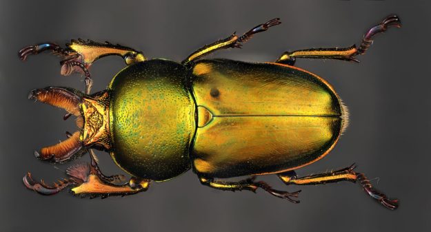 Australian Stag Beetle