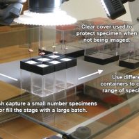 Specimen Templating