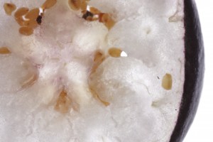 High Resolution Image - Blueberry