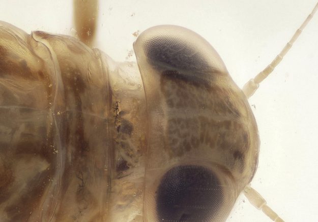 post_wet_specimen_screenshot