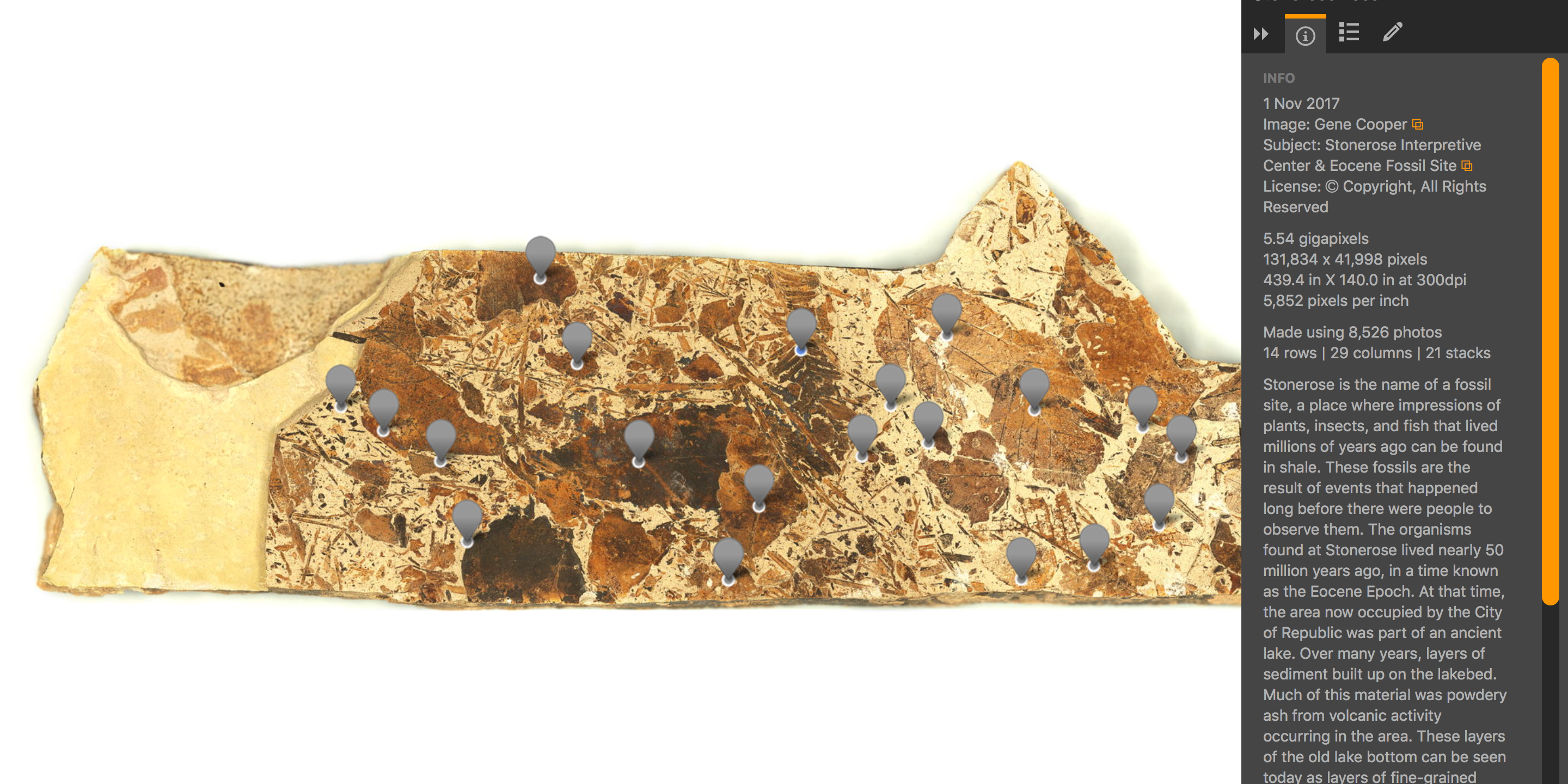 Stonerose Fossil with Information Panel