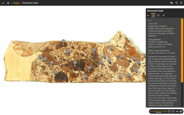 Stonerose Fossil with Information Panel Stonerose Fossil with Information Panel