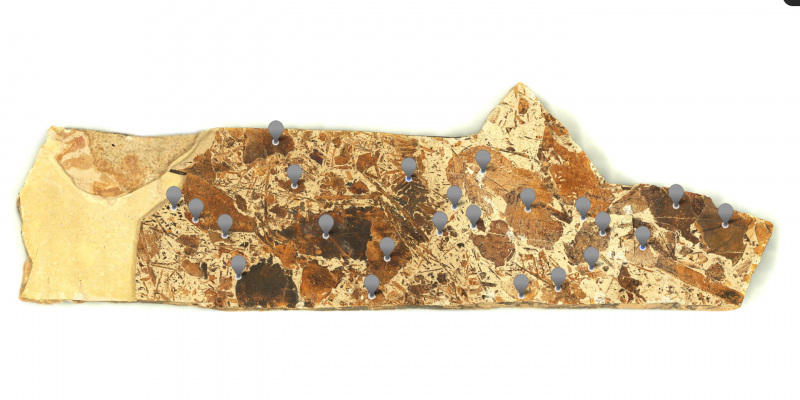 Stonerose Fossil Stonerose Fossil