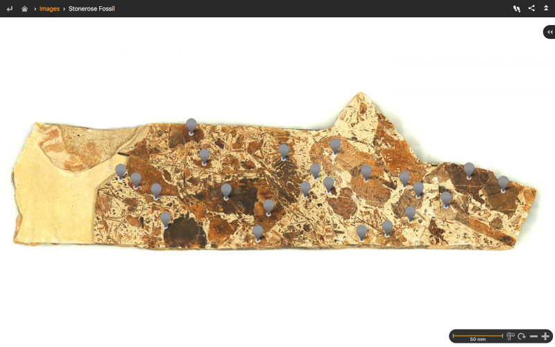 Stonerose Fossil Stonerose Fossil