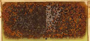 Comparison of bee brood frames