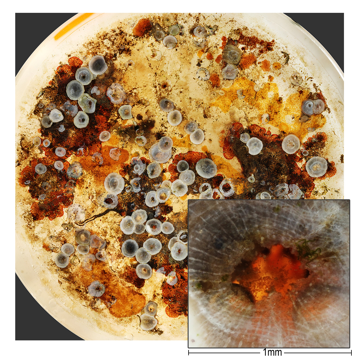 Use Cases & Applications