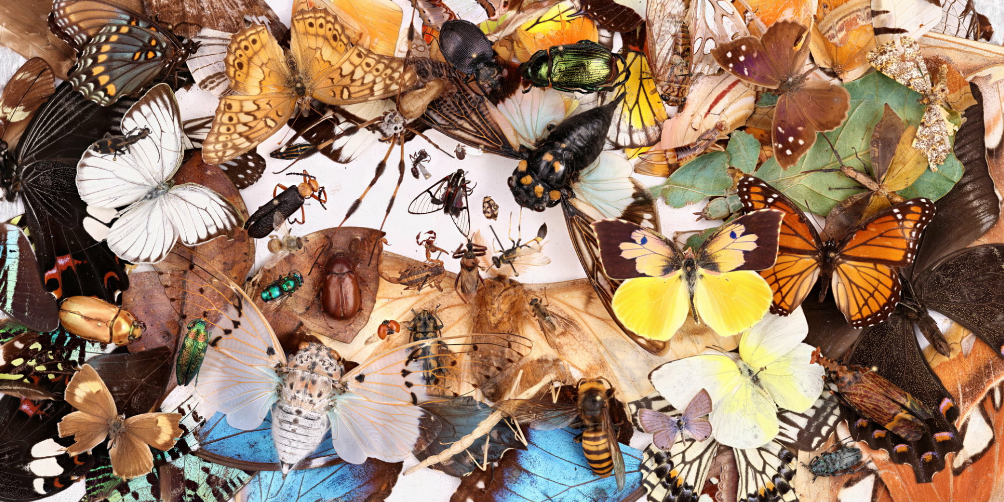 A gigapixel composition of butterflies, moths, beetles and other insect specimens