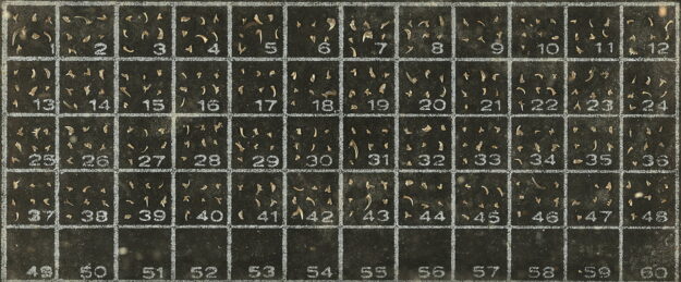 Gigapixel image of a microfossil slide captured with a Nikon 5X telecentric lens for blog post Specimen Determines the Lens